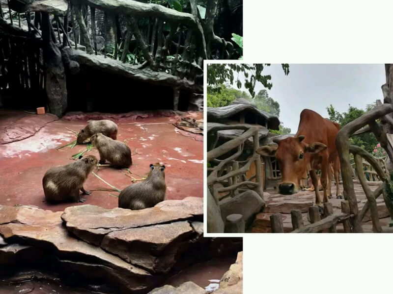 广州敏视全体员工长鹿度假农庄以及四海一家美食城一日游活动 广州敏视全体员工长鹿度假农庄以及四海一家美食城一日游活动